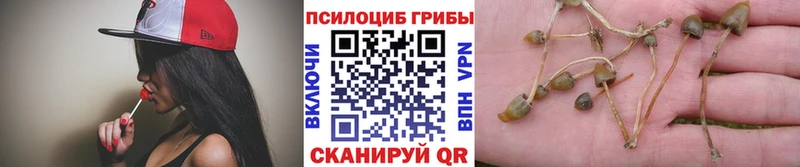 shop Telegram  купить наркоту  Узловая  Псилоцибиновые грибы Cubensis 